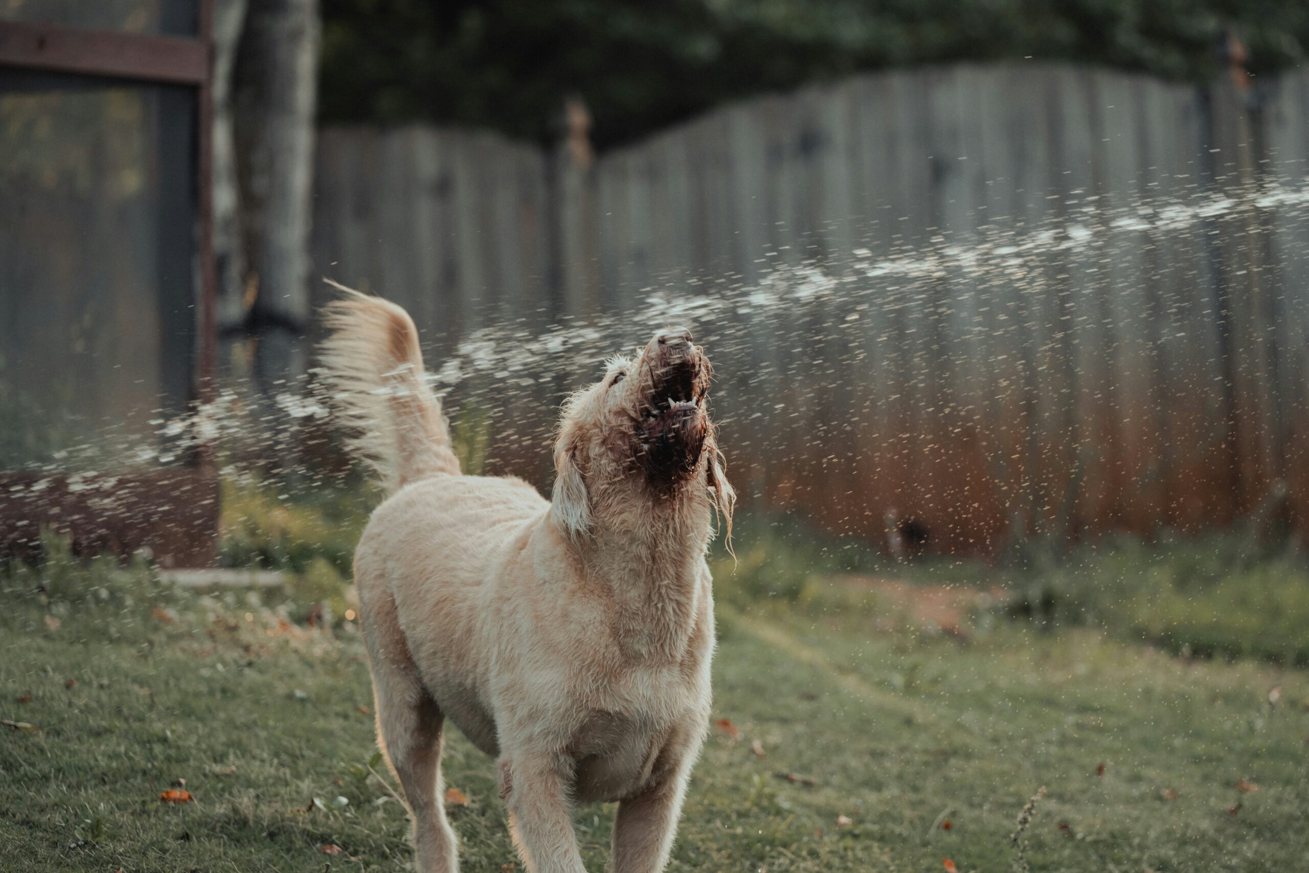 Dog In Yard With Water Spraying